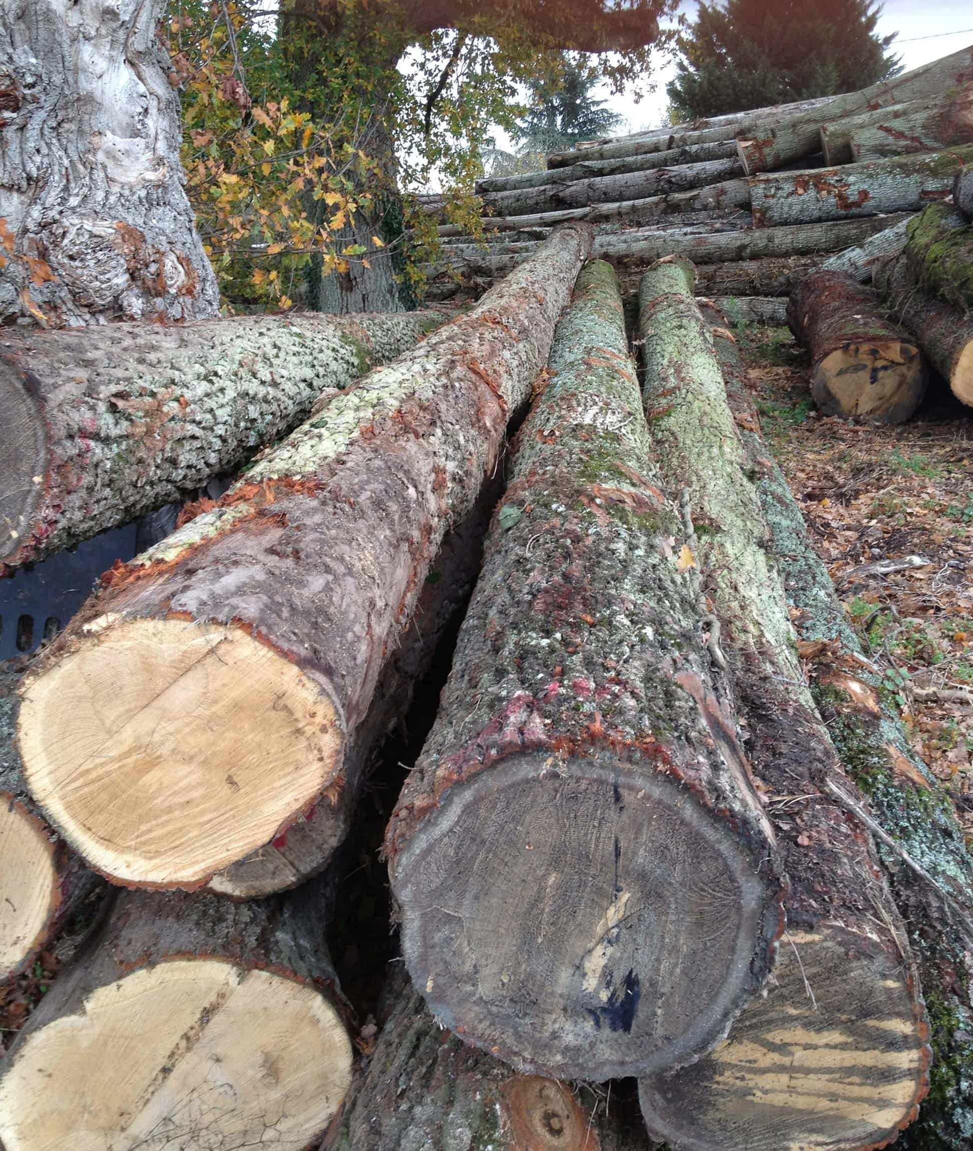 green oak logs